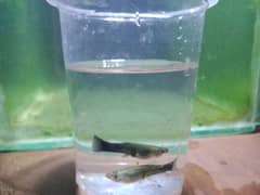 Moscow guppy