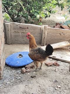 Fresh Egg laying Hens