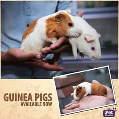 guineapig