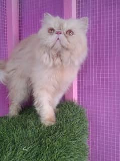 cat for sale | kitten | piki face cat | triple coate peke face 0