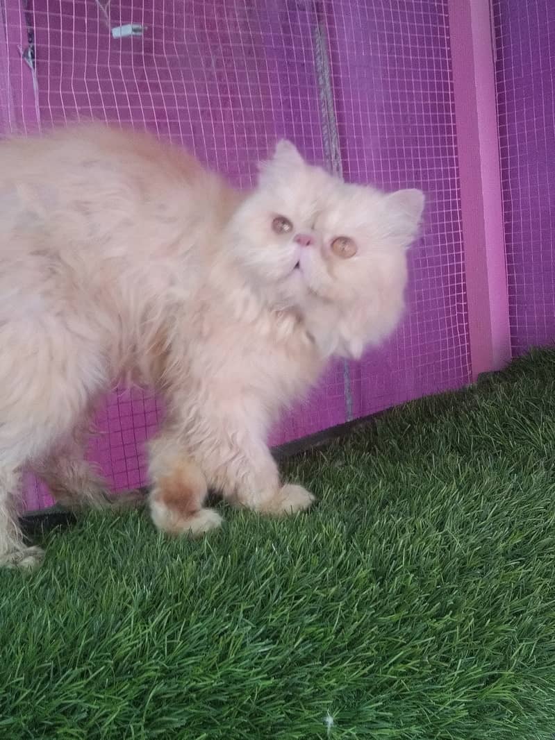 cat for sale | kitten | piki face cat | triple coate peke face 1