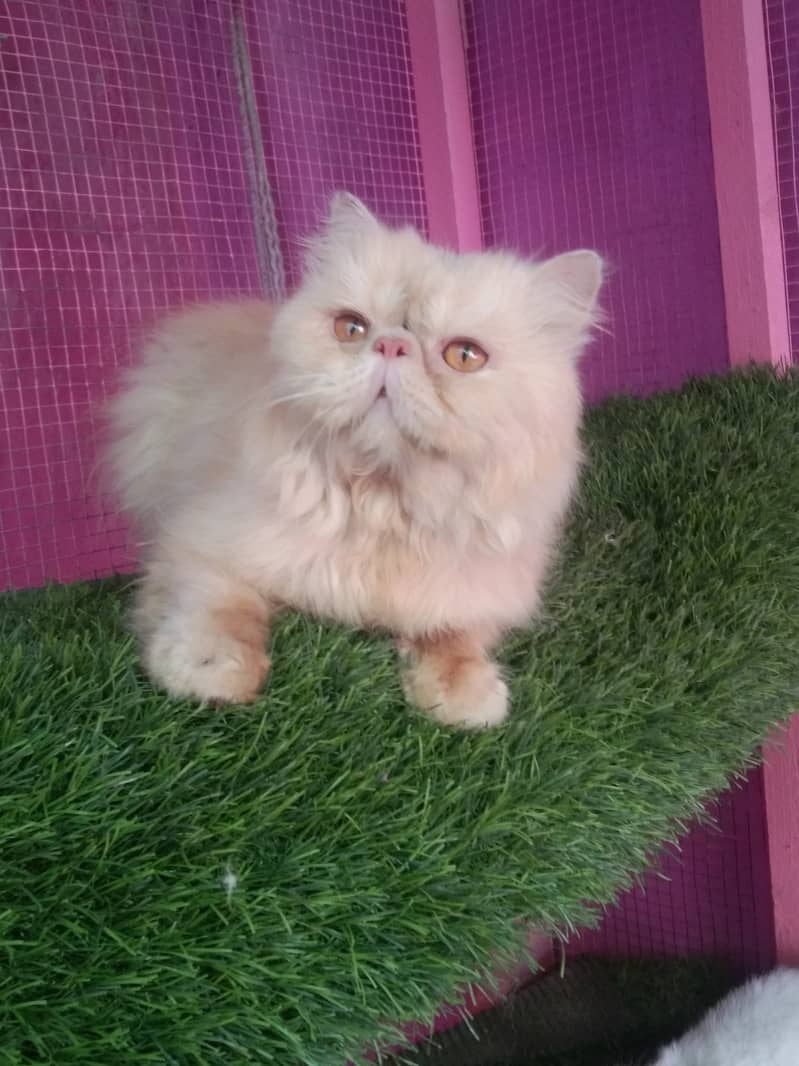 cat for sale | kitten | piki face cat | triple coate peke face 2