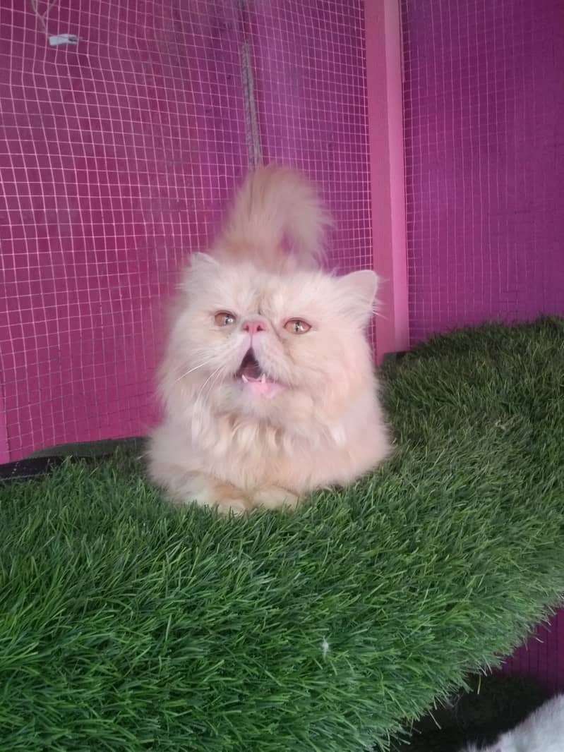 cat for sale | kitten | piki face cat | triple coate peke face 3