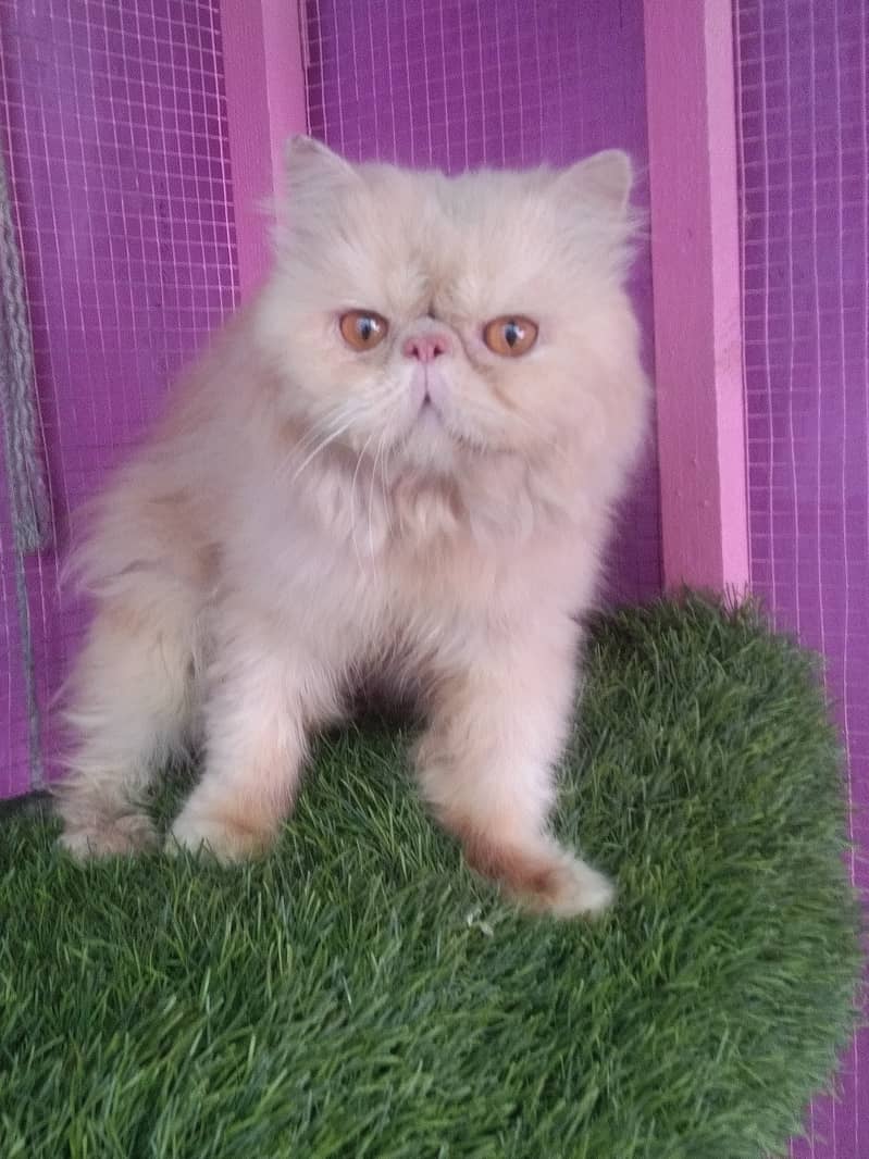 cat for sale | kitten | piki face cat | triple coate peke face 4