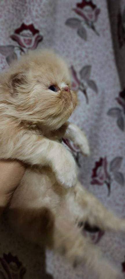 cat for sale | kitten | piki face cat | triple coate peke face 6