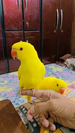 yellow ringneck 4month age pair with bonding home breed handtame