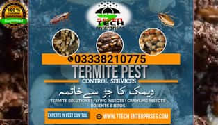 Termite