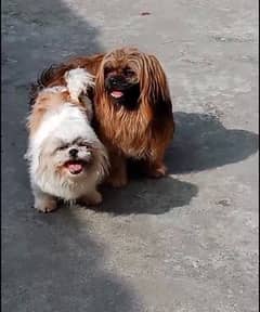 Shihtzu puppies available for sale