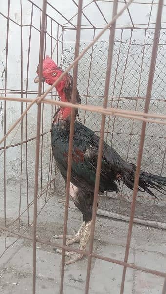 vait Pakistani Murga for sale. quality bird ha. urgent sale 0