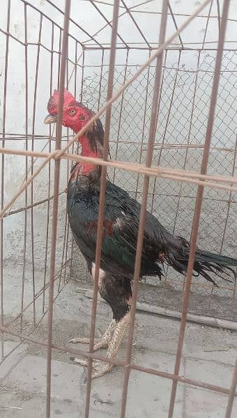 vait Pakistani Murga for sale. quality bird ha. urgent sale 1