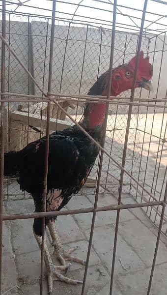 vait Pakistani Murga for sale. quality bird ha. urgent sale 2