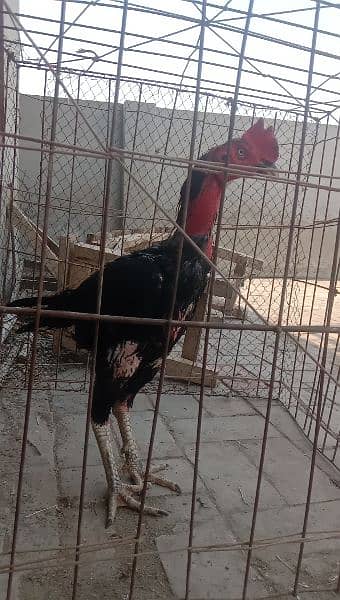 vait Pakistani Murga for sale. quality bird ha. urgent sale 3