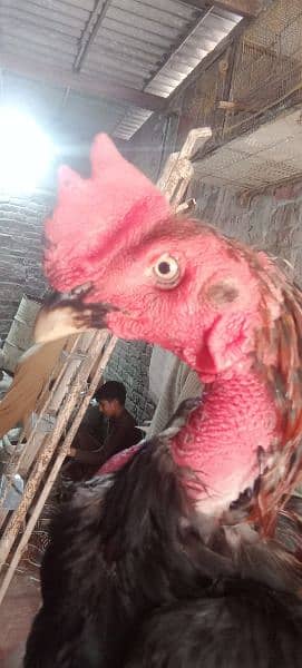 vait Pakistani Murga for sale. quality bird ha. urgent sale 4