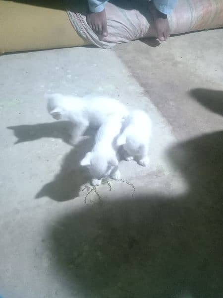 Persian  cat white colour 1 kitten 10000 price 3 kitten 30000 price 0