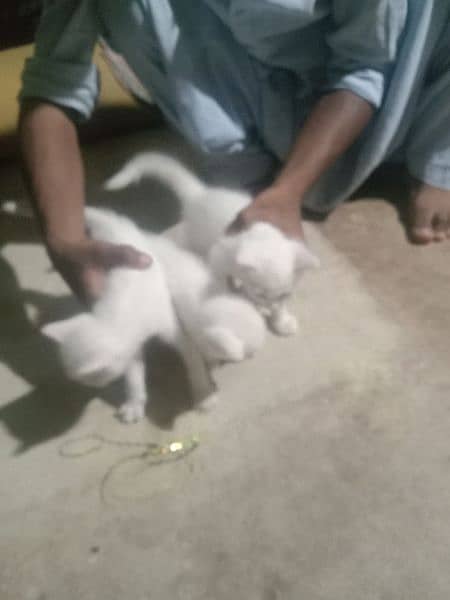 Persian  cat white colour 1 kitten 10000 price 3 kitten 30000 price 1