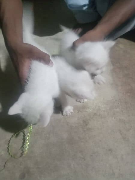 Persian  cat white colour 1 kitten 10000 price 3 kitten 30000 price 5