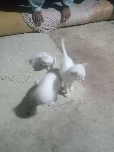 Persian  cat white colour 1 kitten 10000 price 3 kitten 30000 price 6