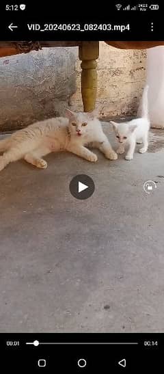 full white beautiful double coated cat and kid