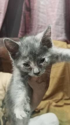 pershian cat | pershian kitten |  doll face kitten | triple coated