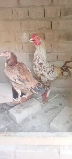 pair Ki age 2 year ha or chicks Ki 1500 per piece or age 2 month ha