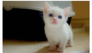 Persian white kitti