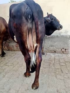 Sahiwal Cholistanii Mix cow for sale