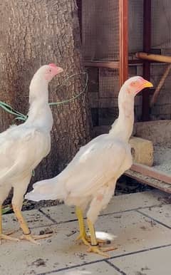 Heera pair for sale