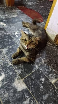 Persian double punch male cat