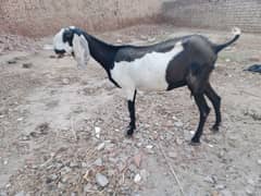 Desi Bakri for sale