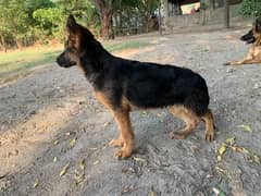 3.5 months old Gsd Female Pink Pedigree puppy