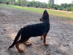 long coat German shepherd Puppy Pedigree