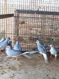 Dove for sale in pair full active and healthy.