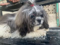 shih tzu dog