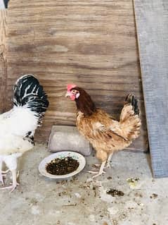 Desi hen pair