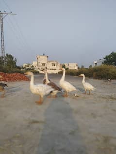 Ducks white and brown