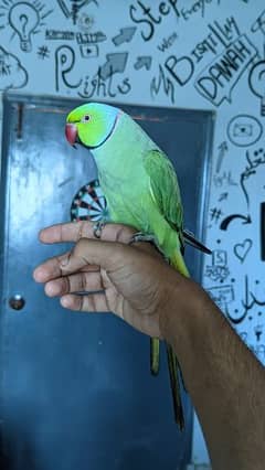 face to face talking , hand tamed ringneck