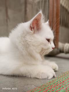 Persian kitten female 2 months
