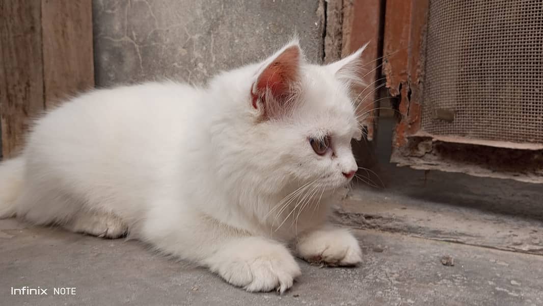 Persian kitten female 2 months 1