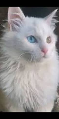 persian female 2 color eyes kitten