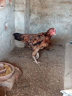 fency hens and aseel female (whatsapp 03047369155)