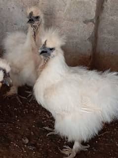 fancy hen (white silkie) (whatsapp 03047369155)