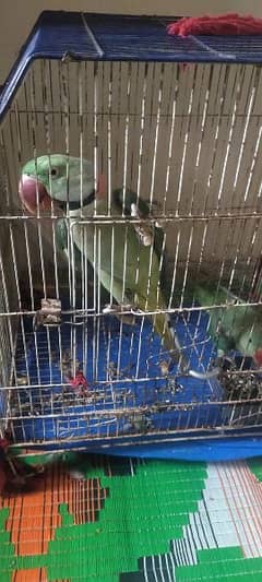 kashmiri Raw parrot