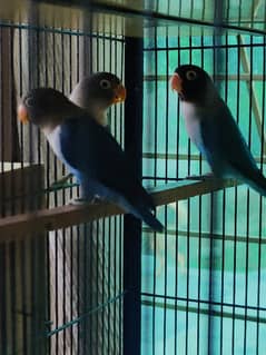 Love birds SetUp for sale,,15 piece with new huge cage