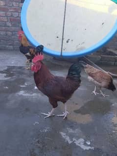 Roosters ,Male