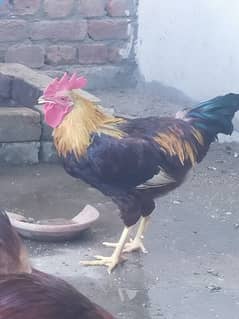 Roosters ,Male
