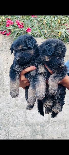 30k pric German puppy 32days puppy available long coat and double coat 1
