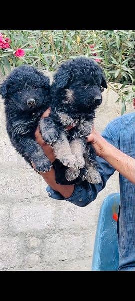 30k pric German puppy 32days puppy available long coat and double coat 2