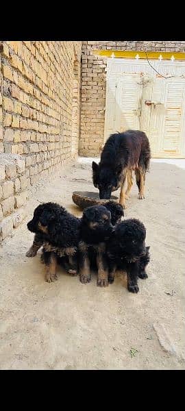 30k pric German puppy 32days puppy available long coat and double coat 3