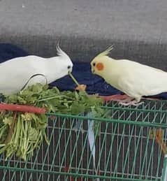 Hand Tamed Cocktiel Red eye Albino and Cream pair