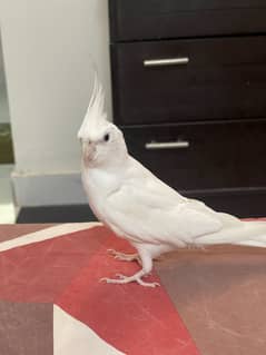 Hand Tamed Cocktiel Red eye Albino and Cream pair